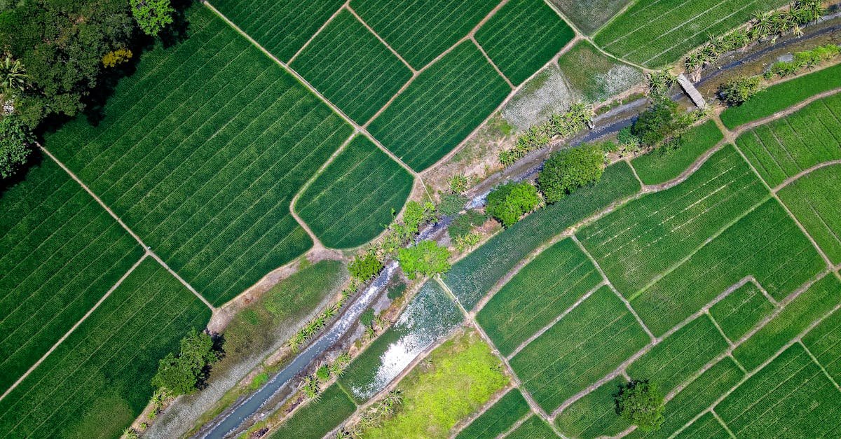 Drone shot of vibrant green rice fields and a river in Muara Gembong, Indonesia.