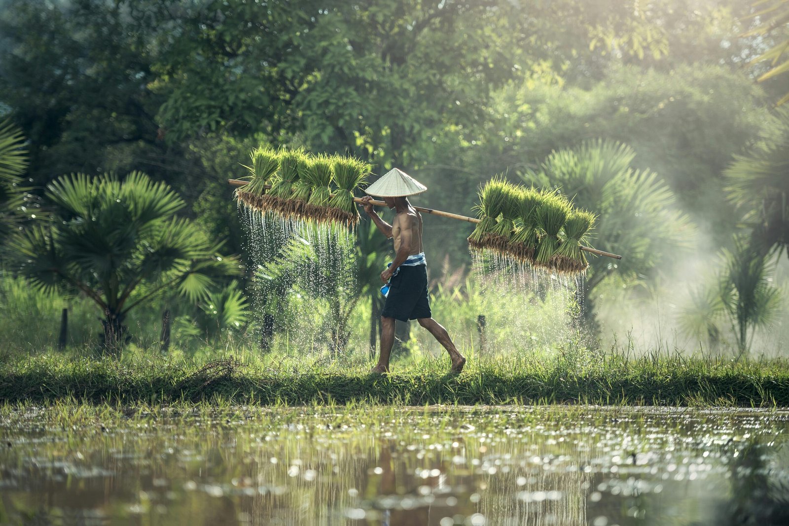 Asian farmer in traditional hat carrying harvested rice bundles in lush countryside. Summer scene.